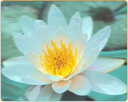 Reiki Flower - Hypnotic Healing Centre